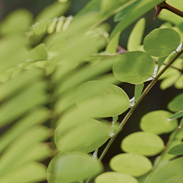 Plant-Derived Exosomes